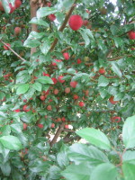 FG Cherry Plum Aug 090001.JPG